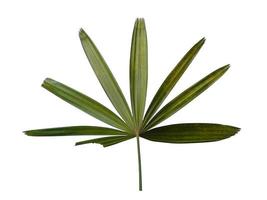 feuilles fraîches de palmier de bambou ou rhapis excelsa sur fond blanc. photo
