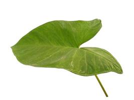 feuilles d'eddoe ou feuille de taro sauvage sur fond blanc photo