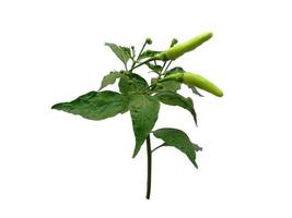 Capsicum annuum ou chili tree avec feuille verte sur fond blanc photo