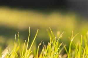 le soleil brille sur l'herbe dans le champ est magnifique, avec mise au point sélective, mise au point douce photo