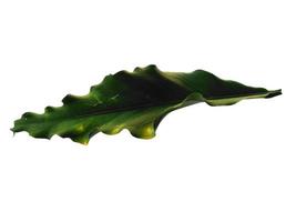 feuille d'anthurium ploughmanii sur fond blanc photo