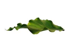 feuille d'anthurium ploughmanii sur fond blanc photo