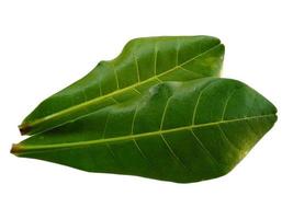 feuilles d'amandier de mer ou feuille de terminalia catappa isolées sur fond blanc photo