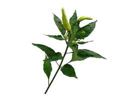 Capsicum annuum ou chili tree avec feuille verte sur fond blanc photo