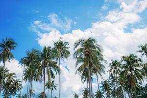 palmier avec ciel pendant la journée. photo