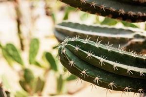 cactus avec la lumière du soleil. photo