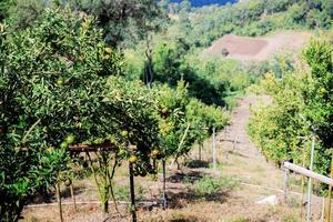 oranger sur plantation. photo