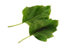 feuille de ricinus communis isolé sur fond blanc photo