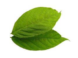 Feuilles de cananga odorata ou feuille de plantae isolées sur fond blanc photo