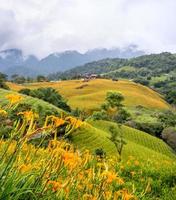 belle ferme de fleurs d'hémérocalles orange sur soixante montagnes rocheuses montagne liushidan avec ciel bleu et nuage, fuli, hualien, taïwan, gros plan, espace pour copie photo