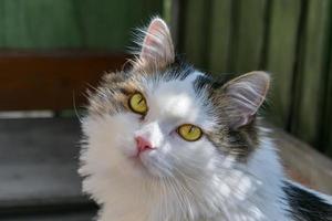tête de chat aux yeux jaunes photo