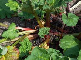 Plante de rhubarbe poussant dans un jardin dans le Kent photo