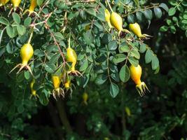 Cynorrhodons cultivés dans un jardin du Kent photo