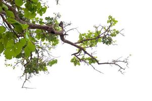 bel arbre sur un concept naturel de fond blanc photo