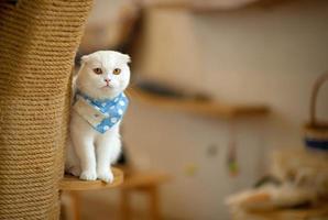 un chat mignon est dans la maison d'un chat. photo