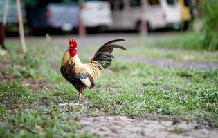 de beaux petits poulets bantam dans la maison marchent pour se nourrir dans la pelouse.