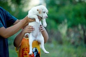 l'image des petites créatures chiots qui peuvent jouer avec les gens concept d'amoureux des chiens photo