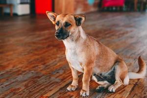 mignon, brun, chien, séance, sur, plancher bois, attente, pour, maître photo