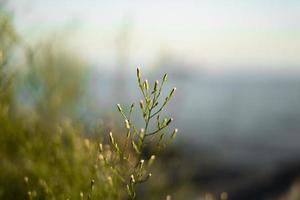 gros plan branche plante mer et fond de ciel photo