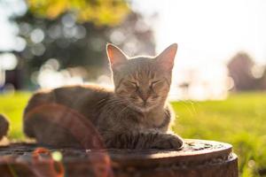 chat tigré assis sur un trou d'homme photo