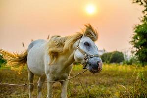 le mouvement du cheval blanc au coucher du soleil. photo