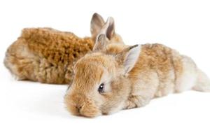 drôle de lapin de Pâques. concept de joyeuses fêtes de pâques. photo