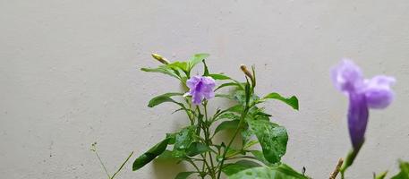 ruellia clandestina fleurit près du mur de ciment le matin. photo