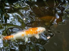 poisson dans l'eau photo