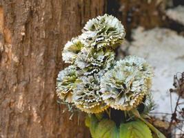 vieille fleur et bois photo