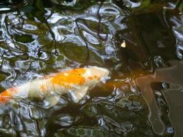 poisson dans l'eau photo