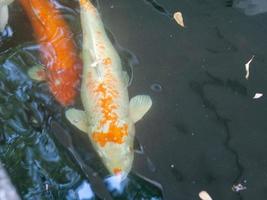 poisson dans l'eau photo