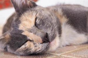 chat et dormir photo