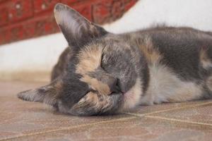 le chat dort photo