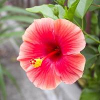 pollen de fleur d'hibiscus. photo