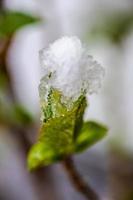 plantes dans le jardin sous la neige photo