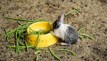 petit lapin sur vert photo