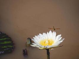 lotus et étang photo