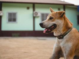 chien brun au sol photo