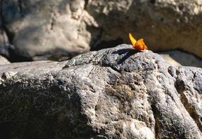 papillon sur pierre photo