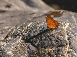 papillon sur pierre photo