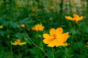 fleurs de cosmos jaunes sur fond vert naturel flou. cosmos de soufre dans le jardin. photo