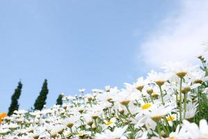 cosmos blanc en journée ensoleillée avec un ciel bleu vif. photo