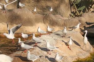 goéland alias mouettes oiseaux de mer oiseau des animaux photo