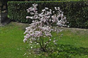 fleurs de magnolia photo