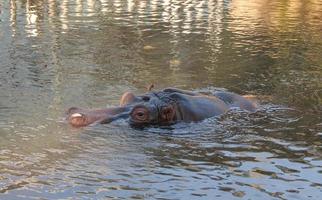 hippopotame hippopotame amphibius alias hippopotame mammifère animal dans un photo