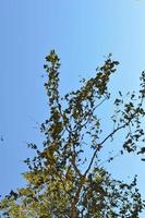 détail d'une branche d'arbre au-dessus du ciel photo