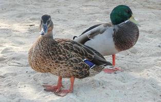 canard sarcelle oiseau animal photo