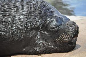 animal mammifère otaire photo