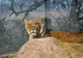 lion mammifère animal photo