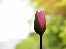 isolé une jeune feuille de lotus unique avec des chemins de détourage. photo